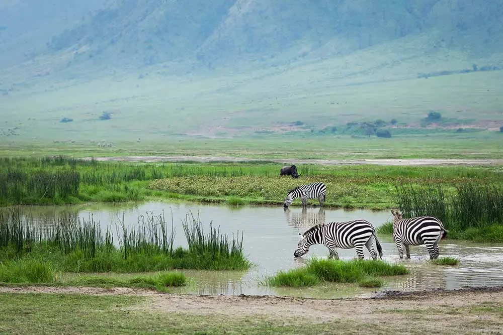 2 Days Tanzania Safari to Tarangire and Ngorongoro