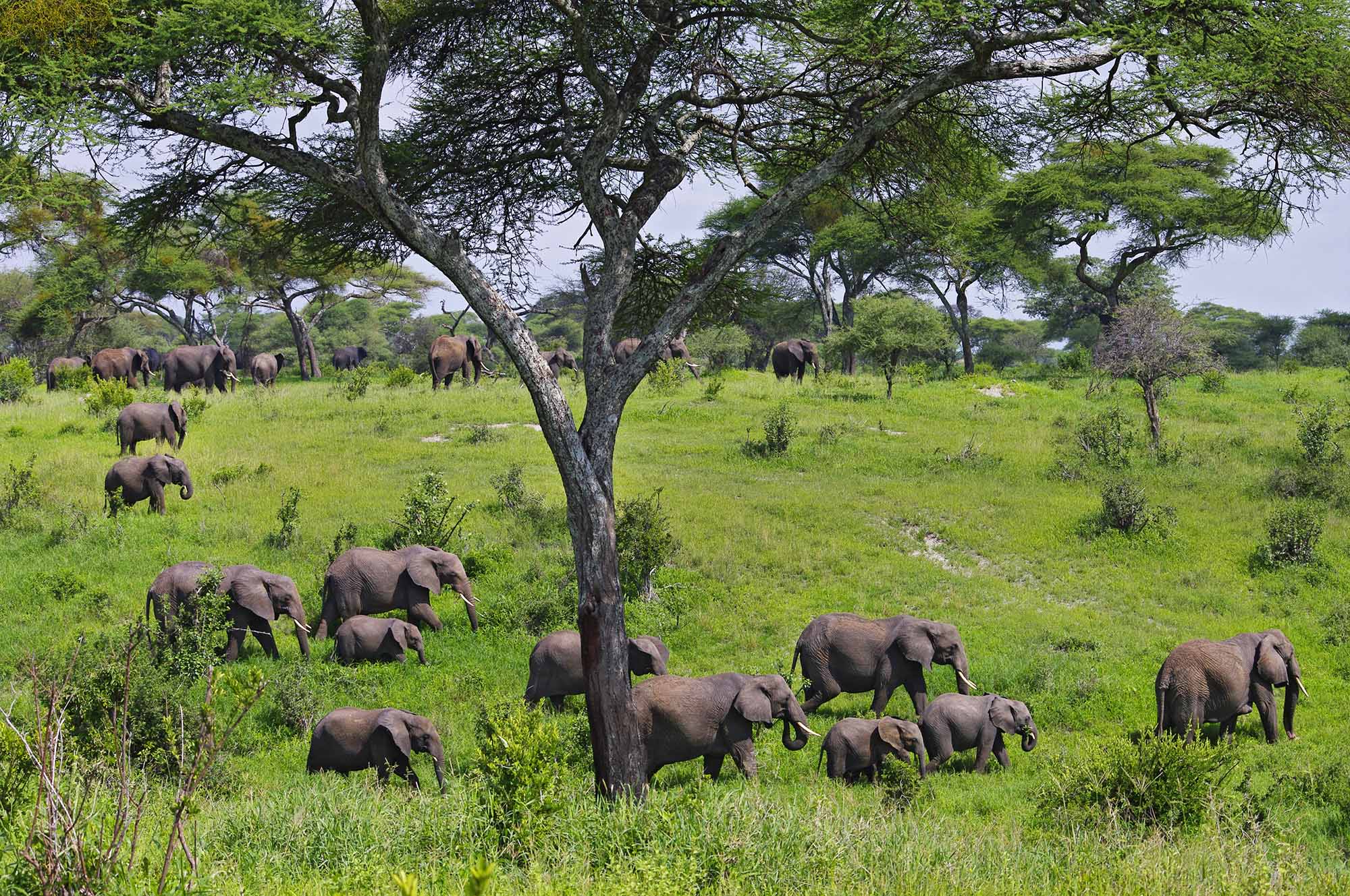 4 Days Tanzania Safari to Tarangire, Serengeti and Ngorongoro Crater