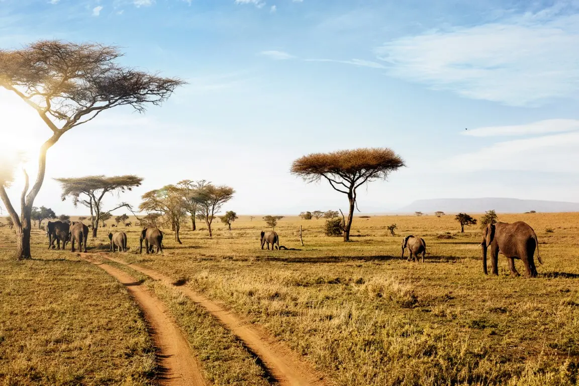 7 Days Tanzania Safari to Tarangire, Serengeti, Ngorongoro and Lake Manyara