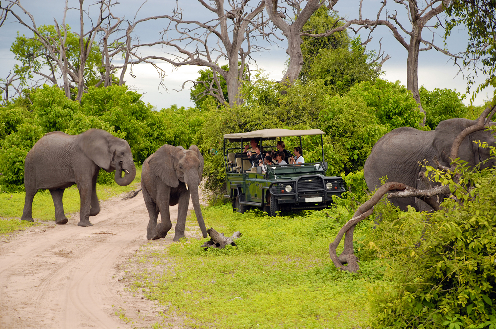 Big Five Safari