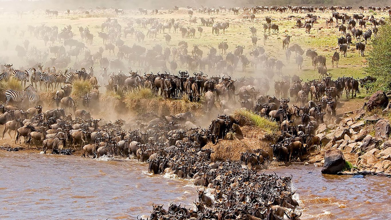 Great Migration Safari Guide | Witness the Wildebeest