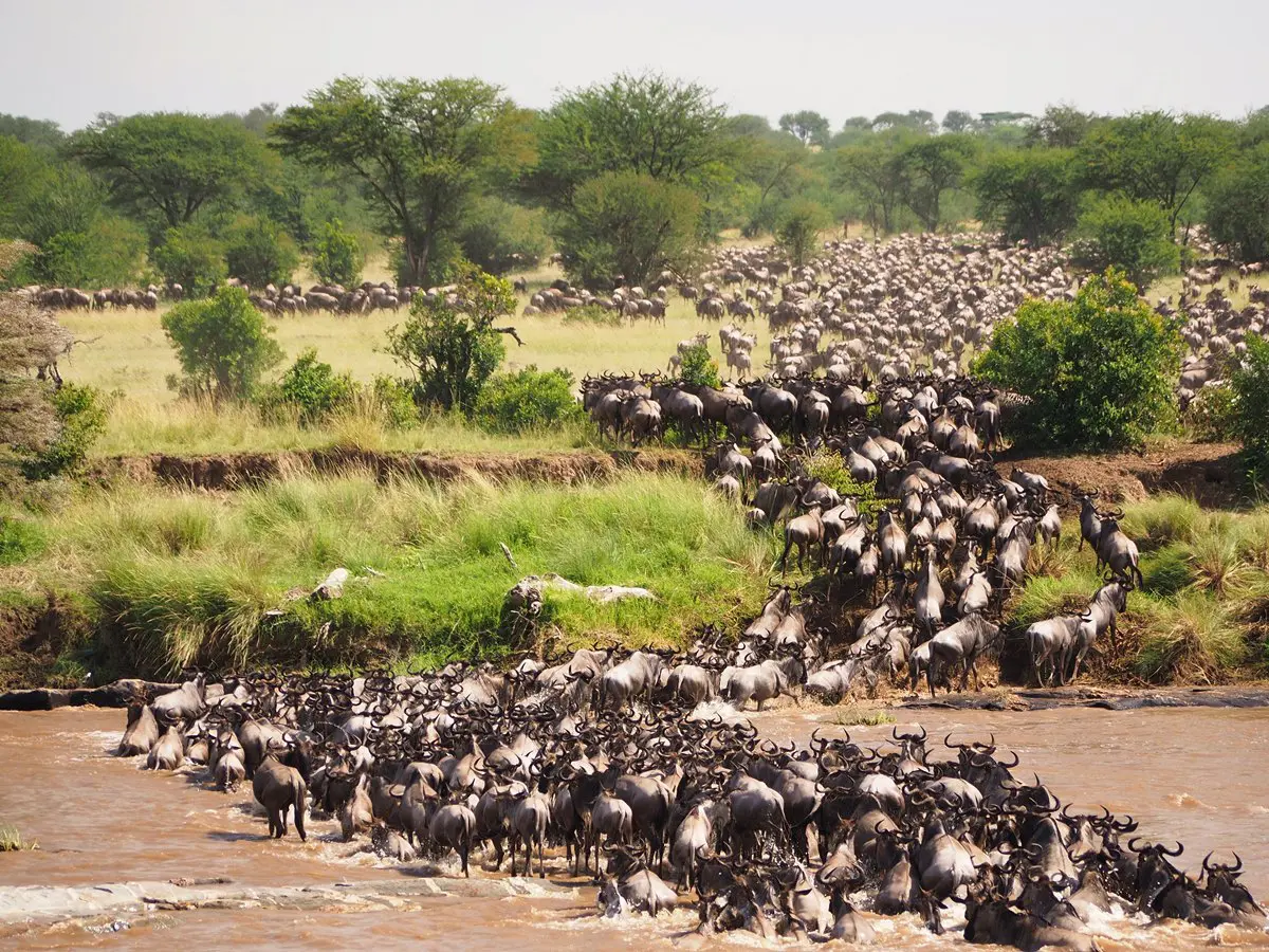 Great Migration Safari