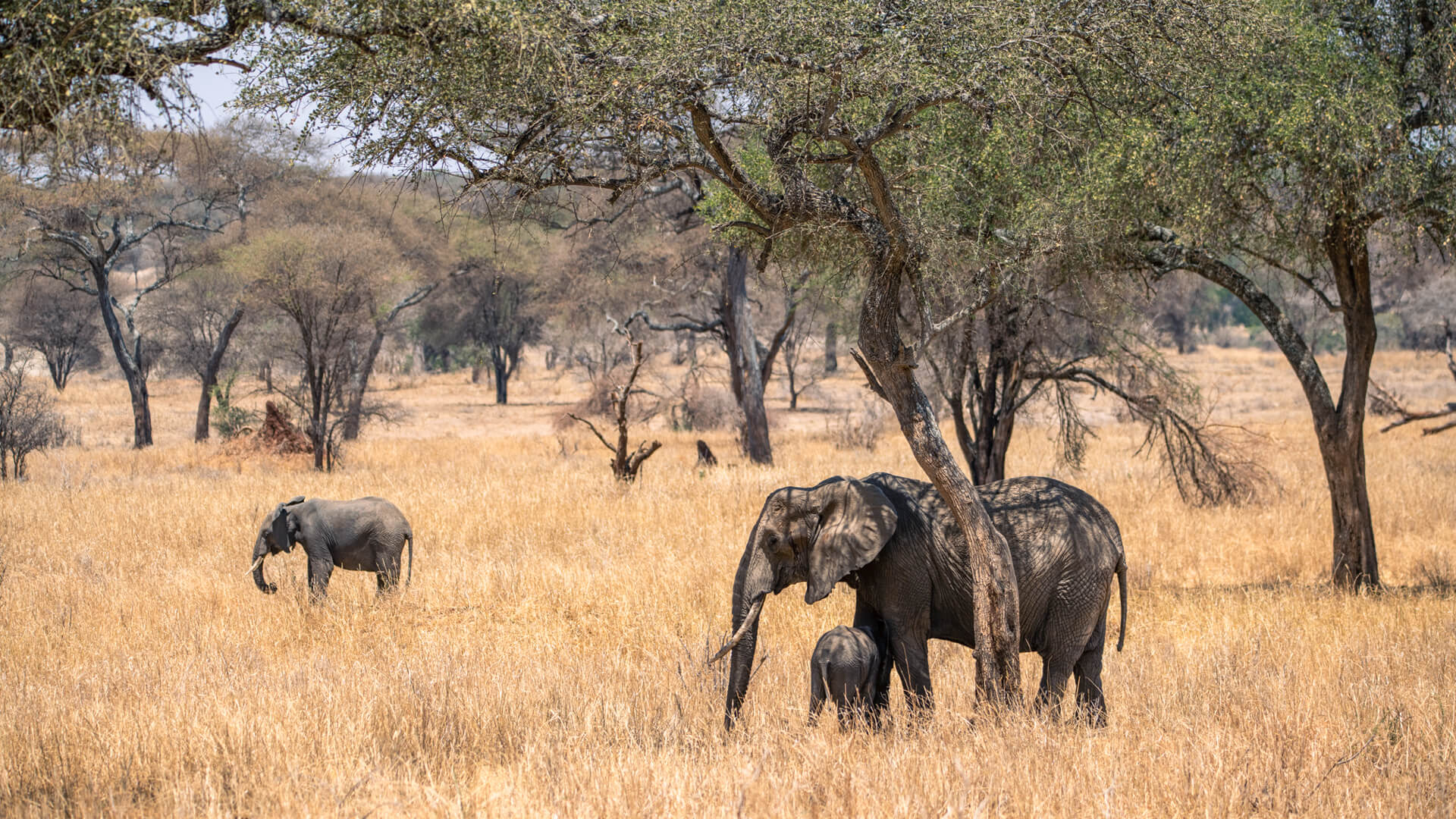Big Five Safari Tanzania | Where to See All Five