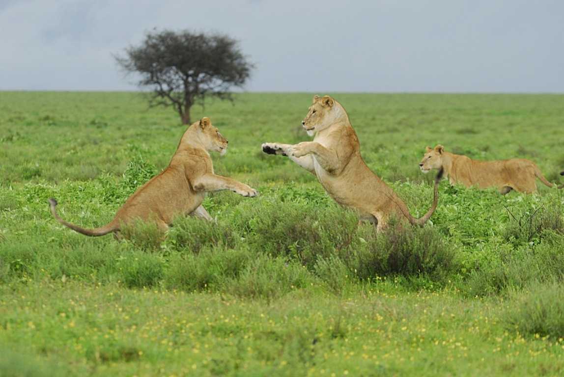 Wildlife Safari in Tanzania